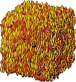 Computer simulation of a nematic liquid crystal (CZ group)